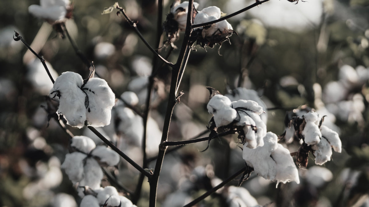 eton raw cotton
